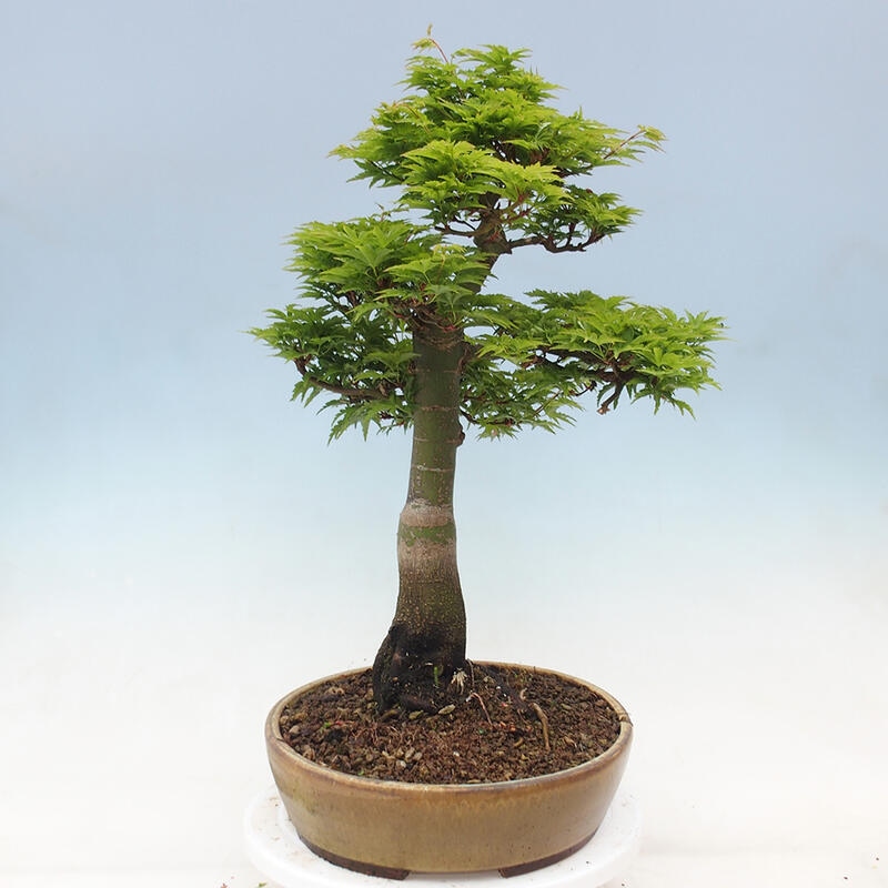 Outdoor bonsai - Acer palmatum Shishigashira