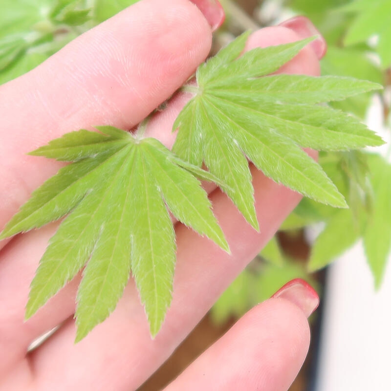 Bonsai zewnętrzne - Maple palmatum katsura GISAN - Maple palmate