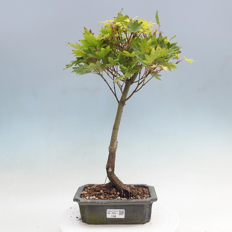 Bonsai zewnętrzne - Maple palmatum katsura GISAN - Maple palmate