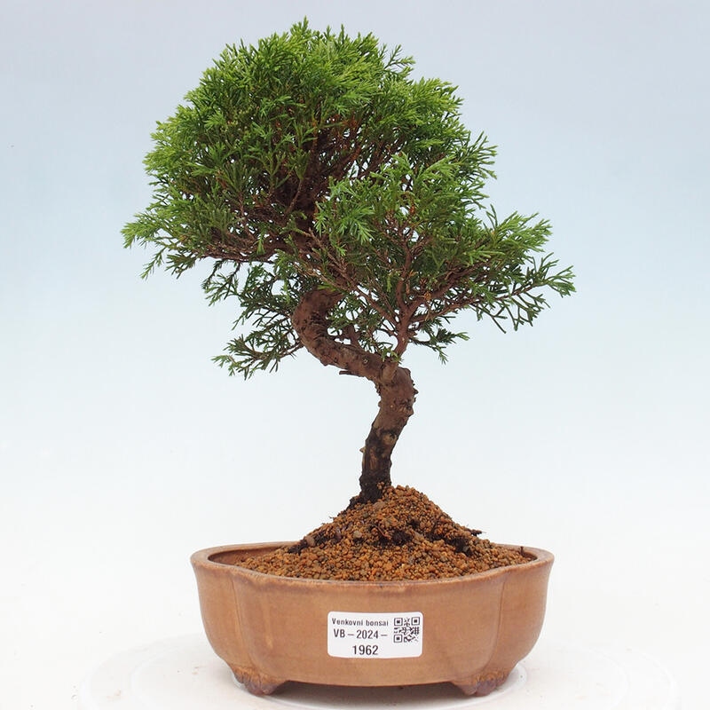 Outdoor bonsai - Juniperus chinensis Itoigawa - Jałowiec chiński