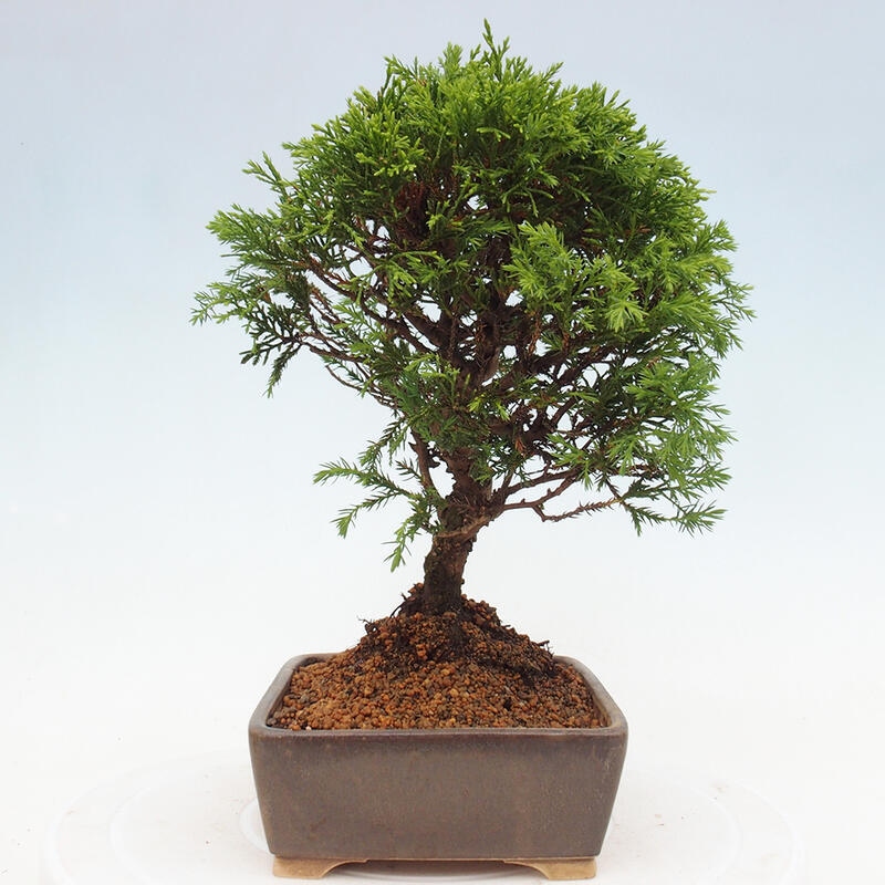 Outdoor bonsai - Juniperus chinensis Itoigawa - Jałowiec chiński