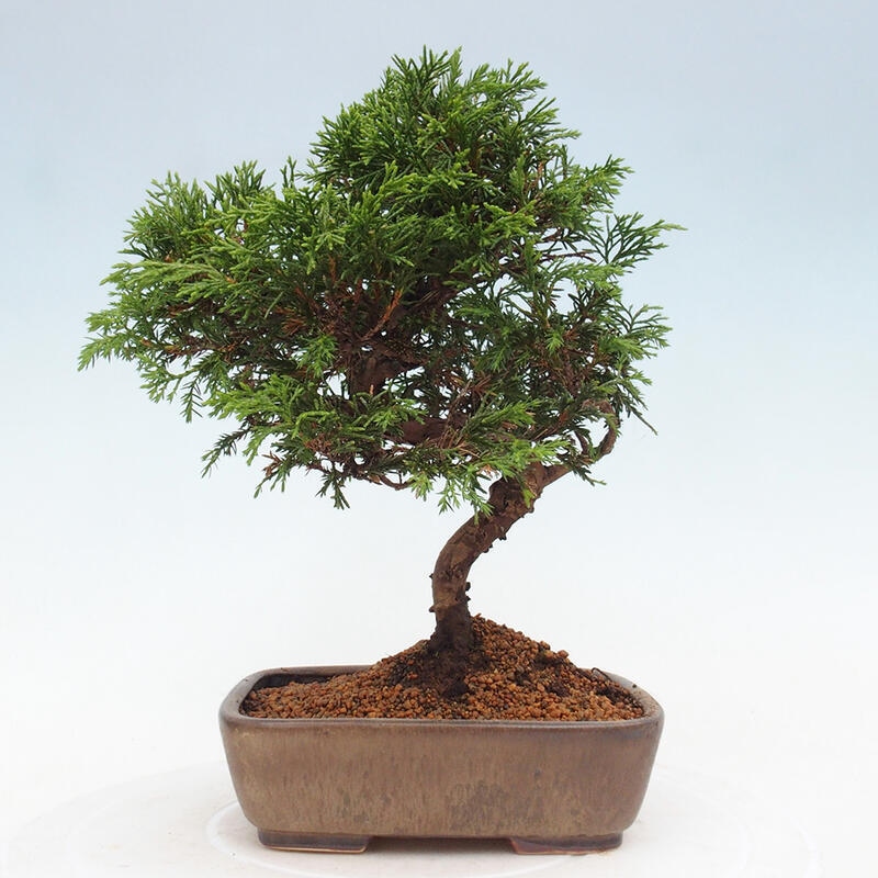 Outdoor bonsai - Juniperus chinensis Itoigawa - Jałowiec chiński