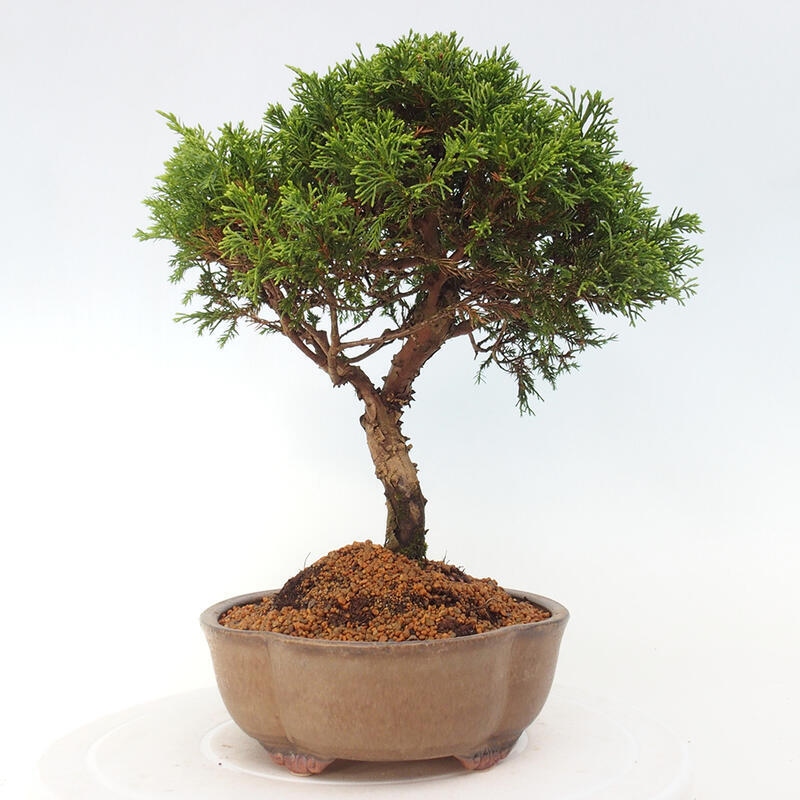 Outdoor bonsai - Juniperus chinensis Itoigawa - Jałowiec chiński