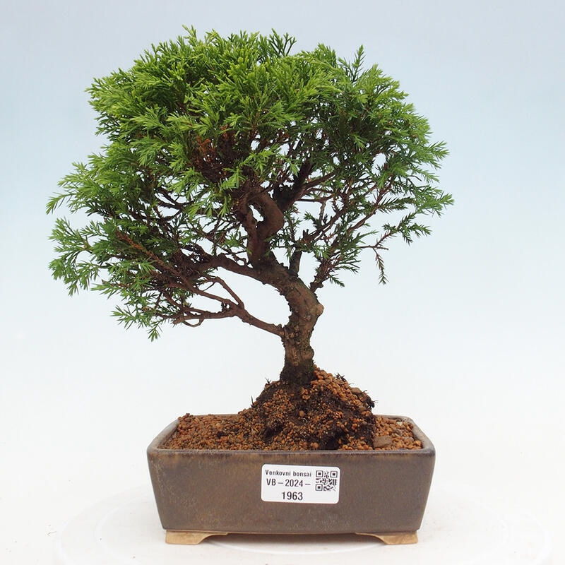 Outdoor bonsai - Juniperus chinensis Itoigawa - Jałowiec chiński