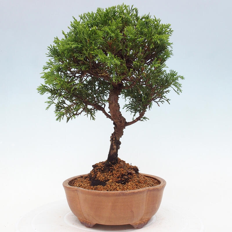 Outdoor bonsai - Juniperus chinensis Itoigawa - Jałowiec chiński
