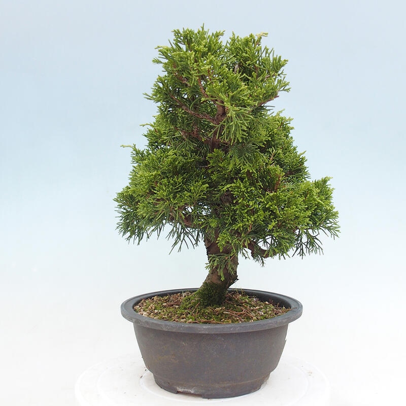 Outdoor bonsai - Juniperus chinensis Itoigawa - Jałowiec chiński
