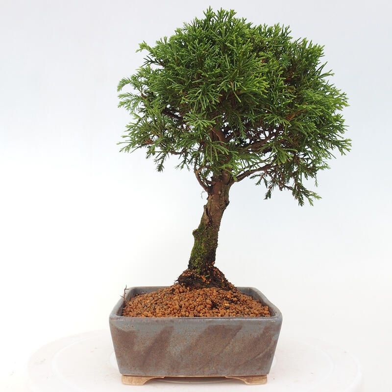Outdoor bonsai - Juniperus chinensis Itoigawa - Jałowiec chiński