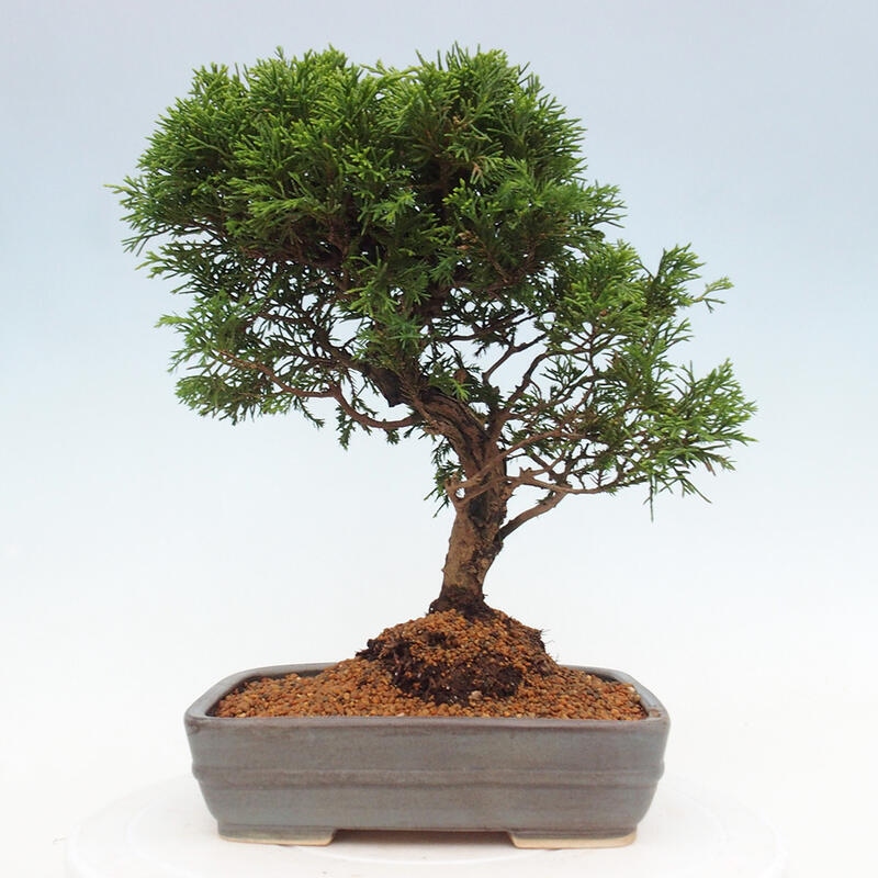 Outdoor bonsai - Juniperus chinensis Itoigawa - Jałowiec chiński