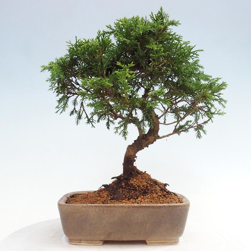 Outdoor bonsai - Juniperus chinensis Itoigawa - Jałowiec chiński