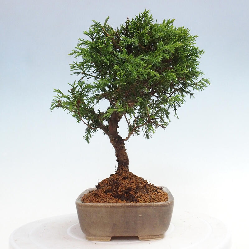 Outdoor bonsai - Juniperus chinensis Itoigawa - Jałowiec chiński