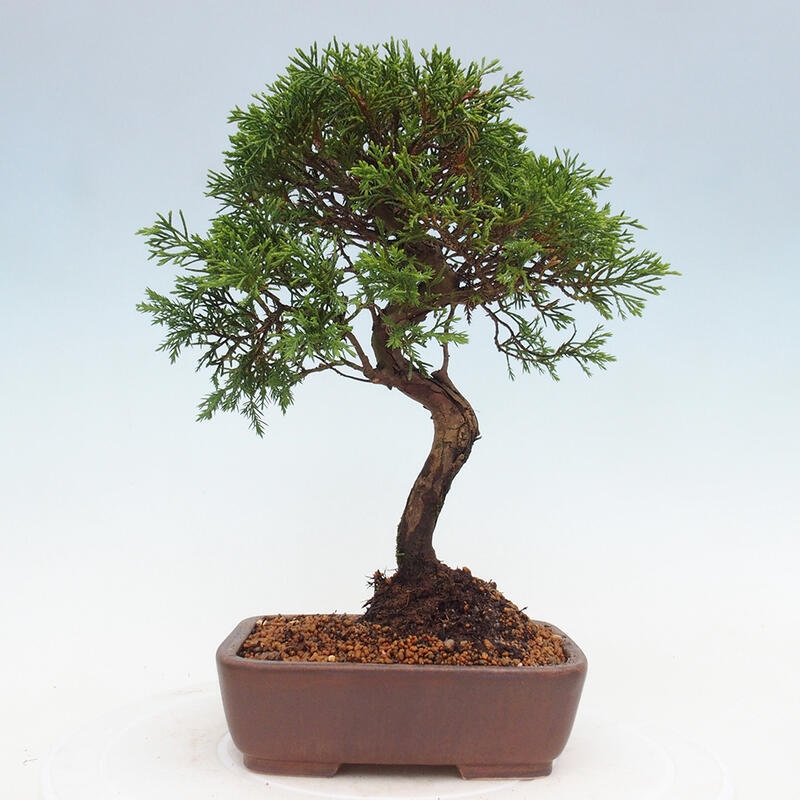 Outdoor bonsai - Juniperus chinensis Itoigawa - Jałowiec chiński