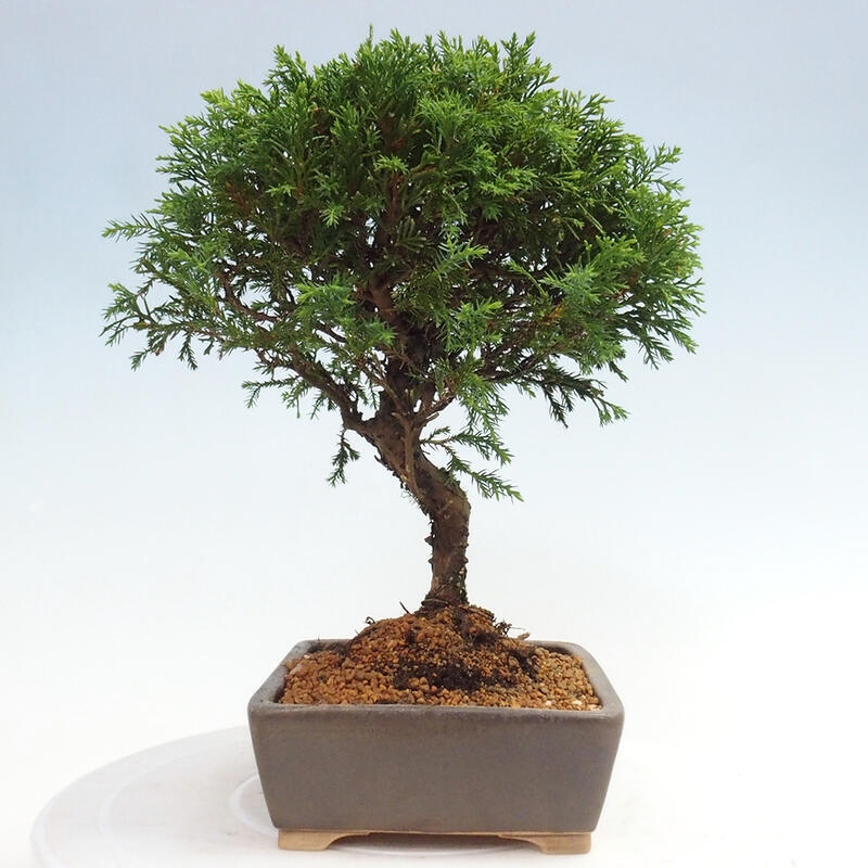 Outdoor bonsai - Juniperus chinensis Itoigawa - Jałowiec chiński