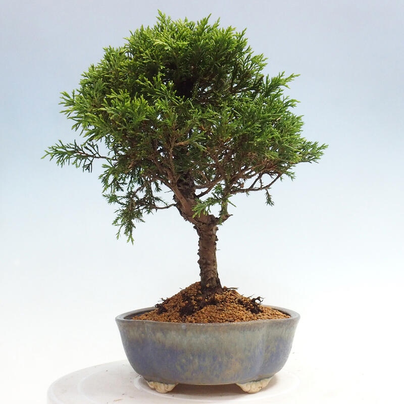 Outdoor bonsai - Juniperus chinensis Itoigawa - Jałowiec chiński