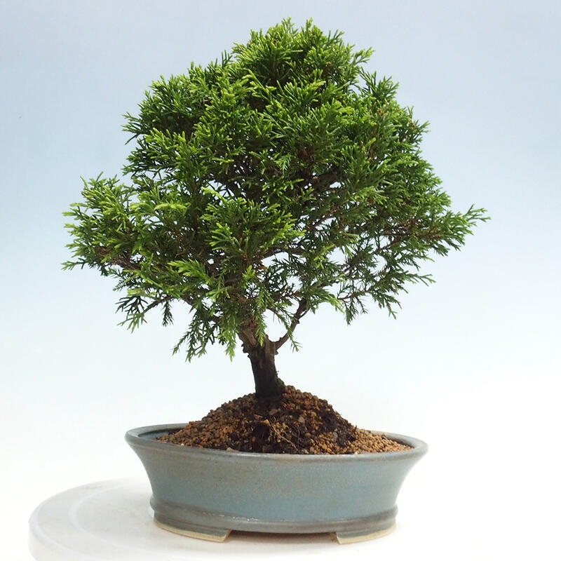 Outdoor bonsai - Juniperus chinensis Itoigawa - Jałowiec chiński