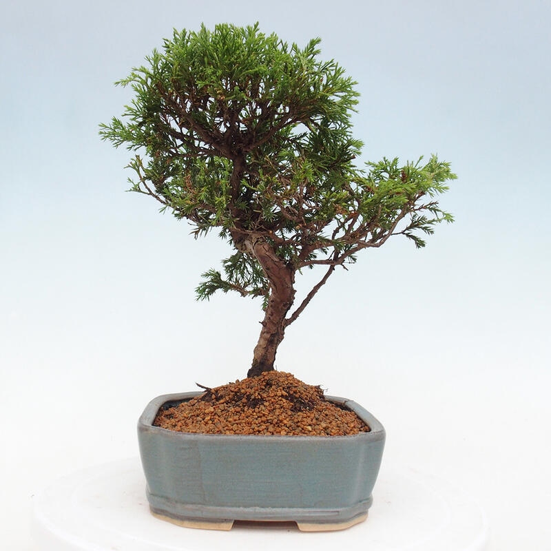 Outdoor bonsai - Juniperus chinensis Itoigawa - Jałowiec chiński