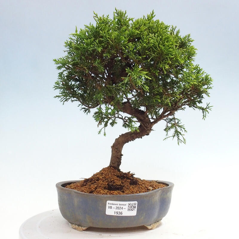 Outdoor bonsai - Juniperus chinensis Itoigawa - Jałowiec chiński