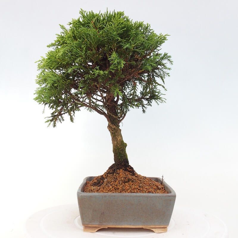 Outdoor bonsai - Juniperus chinensis Itoigawa - Jałowiec chiński