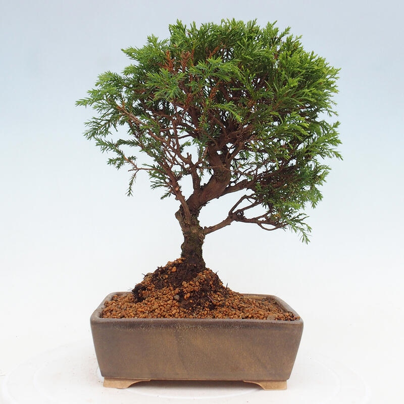Outdoor bonsai - Juniperus chinensis Itoigawa - Jałowiec chiński