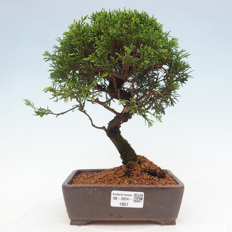 Outdoor bonsai - Juniperus chinensis Itoigawa - Jałowiec chiński