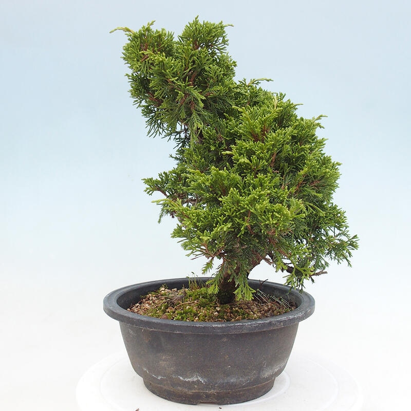 Outdoor bonsai - Juniperus chinensis Itoigawa - Jałowiec chiński