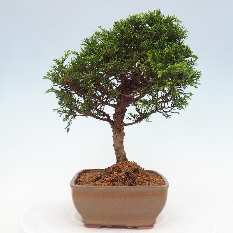 Outdoor bonsai - Juniperus chinensis Itoigawa - Jałowiec chiński