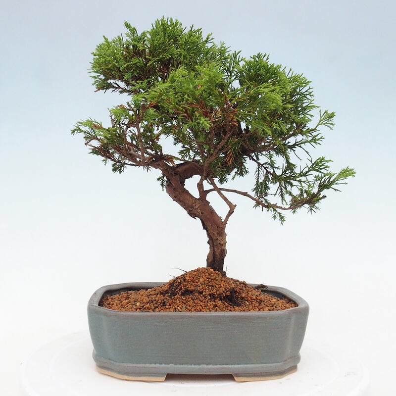 Outdoor bonsai - Juniperus chinensis Itoigawa - Jałowiec chiński