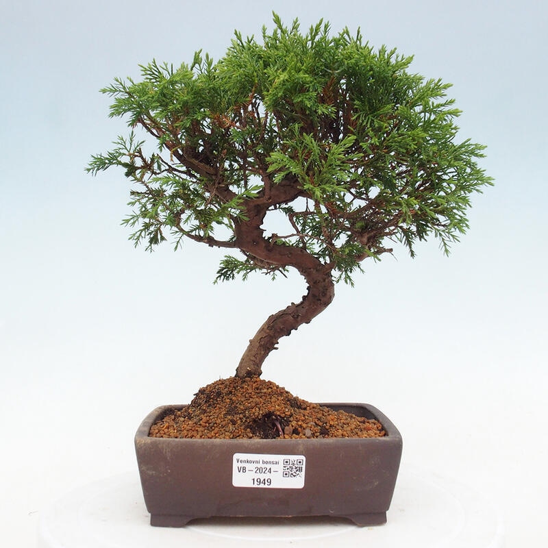 Outdoor bonsai - Juniperus chinensis Itoigawa - Jałowiec chiński