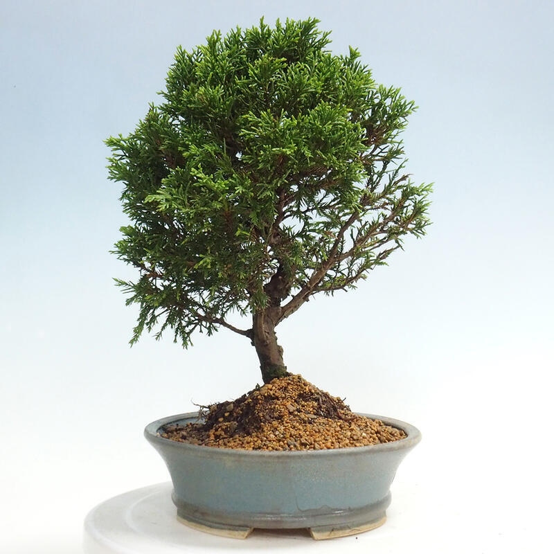 Outdoor bonsai - Juniperus chinensis Itoigawa - Jałowiec chiński