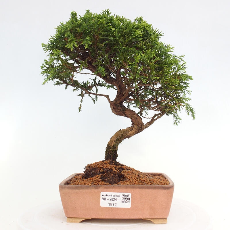 Outdoor bonsai - Juniperus chinensis Itoigawa - Jałowiec chiński