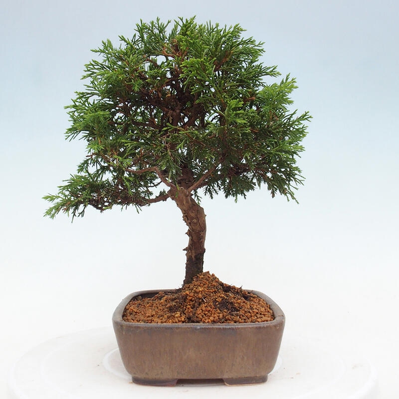Outdoor bonsai - Juniperus chinensis Itoigawa - Jałowiec chiński
