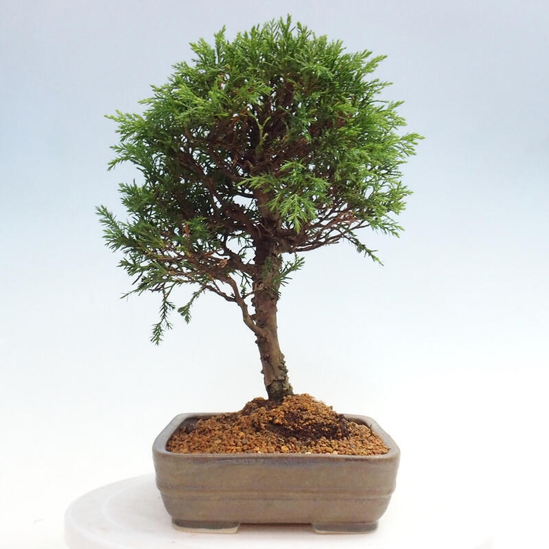 Outdoor bonsai - Juniperus chinensis Itoigawa - Jałowiec chiński