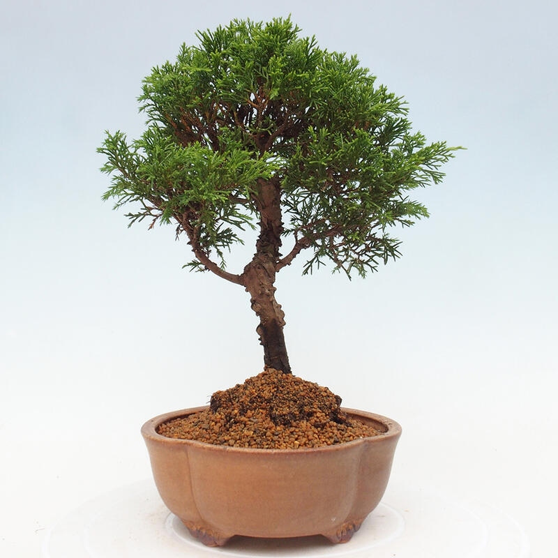 Outdoor bonsai - Juniperus chinensis Itoigawa - Jałowiec chiński
