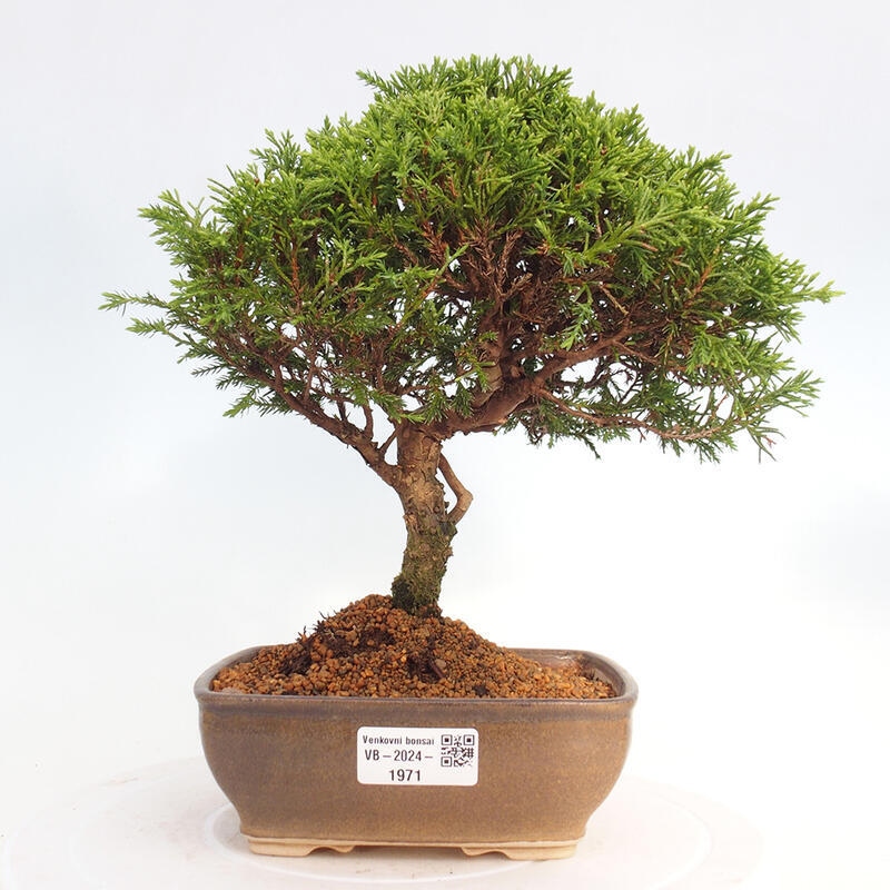 Outdoor bonsai - Juniperus chinensis Itoigawa - Jałowiec chiński