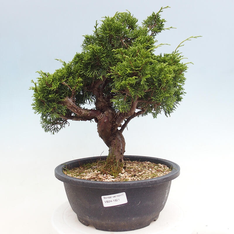 Outdoor bonsai - Juniperus chinensis Itoigawa - Jałowiec chiński