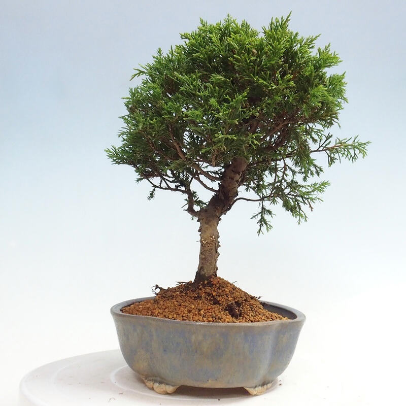 Outdoor bonsai - Juniperus chinensis Itoigawa - Jałowiec chiński