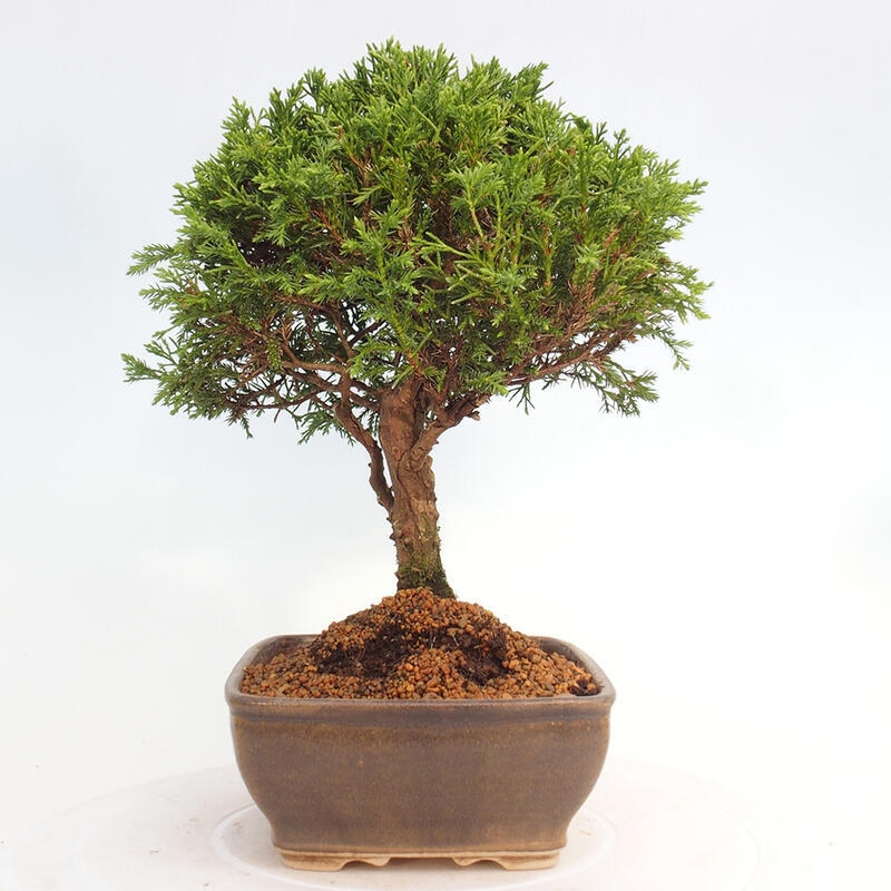 Outdoor bonsai - Juniperus chinensis Itoigawa - Jałowiec chiński