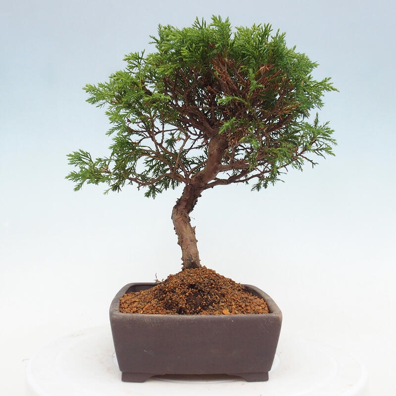 Outdoor bonsai - Juniperus chinensis Itoigawa - Jałowiec chiński