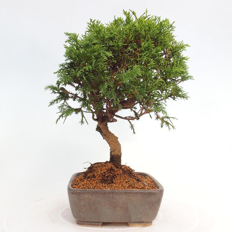 Outdoor bonsai - Juniperus chinensis Itoigawa - Jałowiec chiński