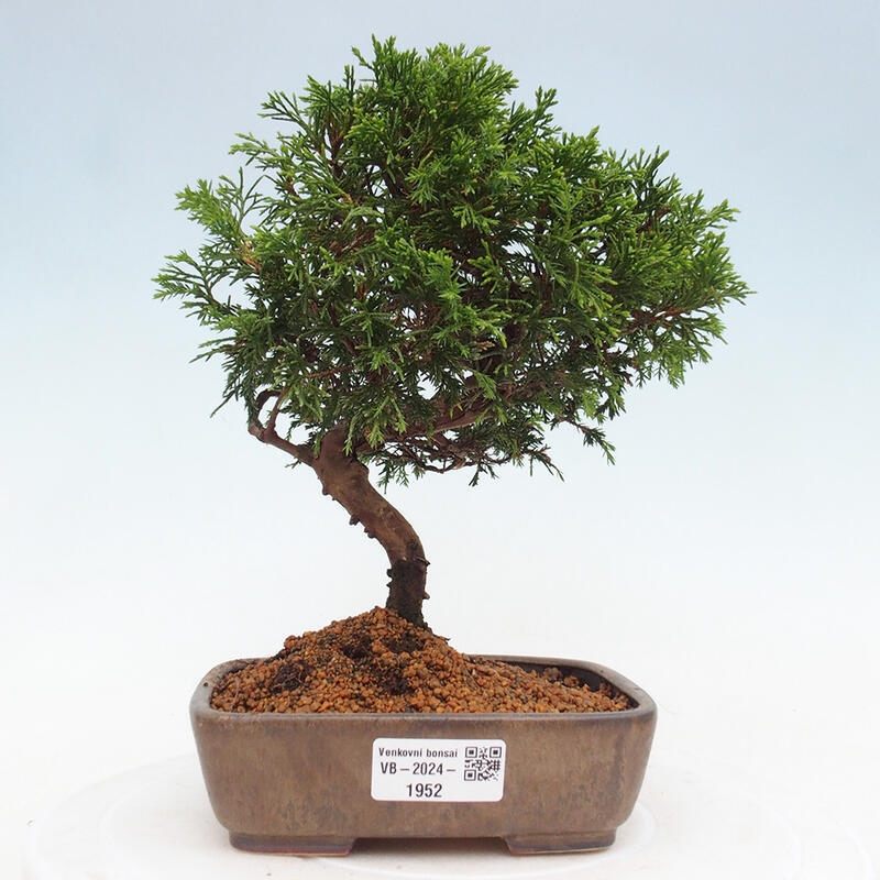 Outdoor bonsai - Juniperus chinensis Itoigawa - Jałowiec chiński