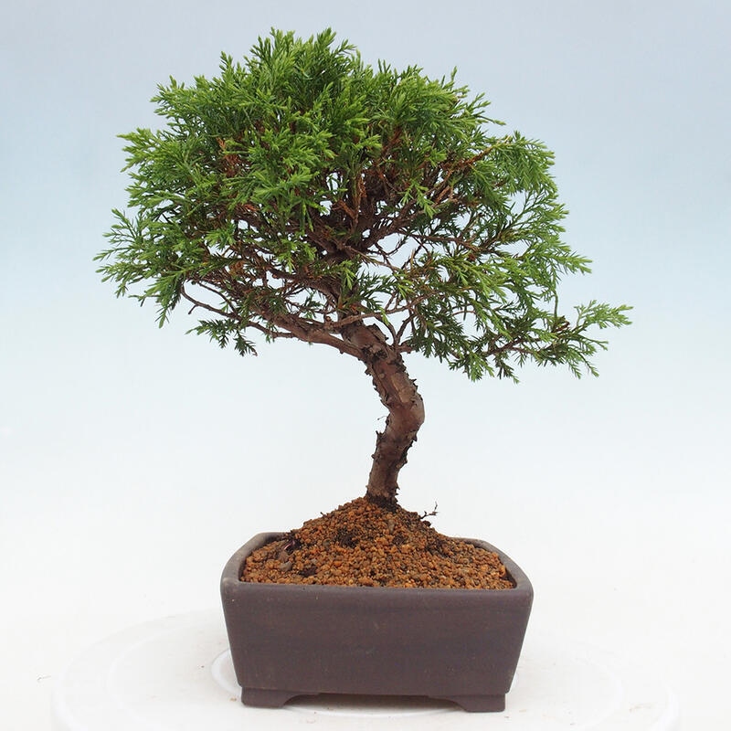 Outdoor bonsai - Juniperus chinensis Itoigawa - Jałowiec chiński