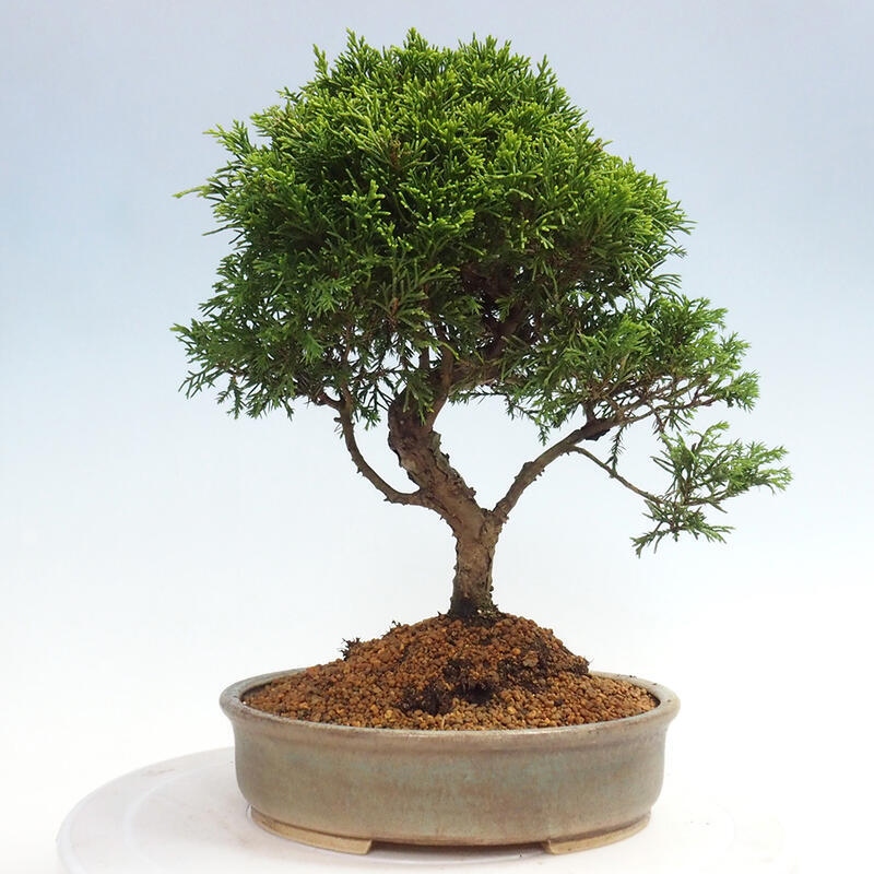 Outdoor bonsai - Juniperus chinensis Itoigawa - Jałowiec chiński