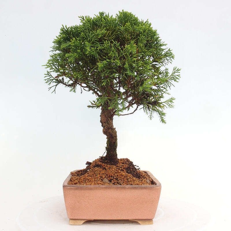 Outdoor bonsai - Juniperus chinensis Itoigawa - Jałowiec chiński