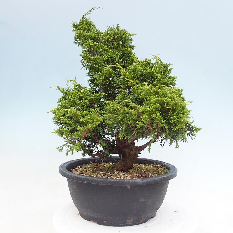 Outdoor bonsai - Juniperus chinensis Itoigawa - Jałowiec chiński