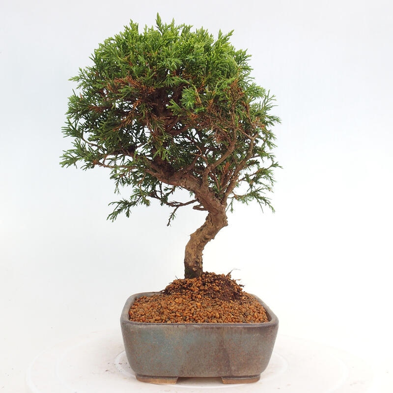 Outdoor bonsai - Juniperus chinensis Itoigawa - Jałowiec chiński