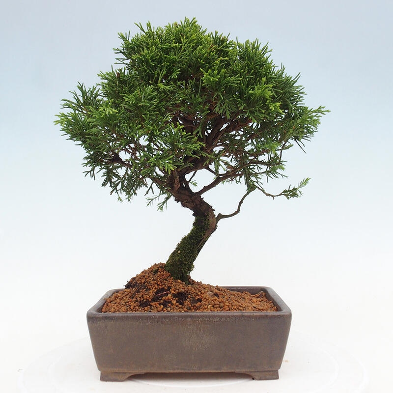 Outdoor bonsai - Juniperus chinensis Itoigawa - Jałowiec chiński