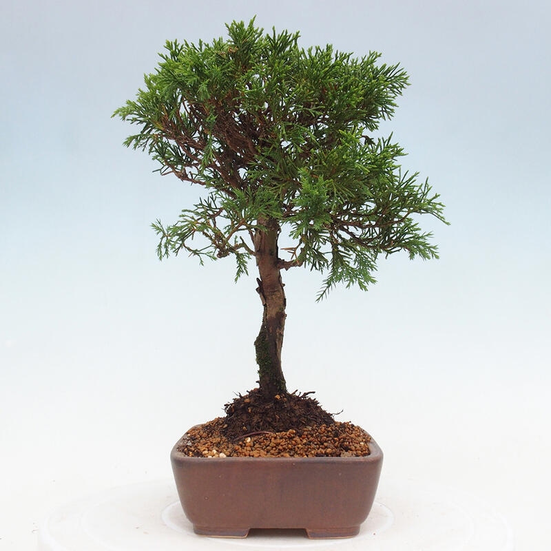 Outdoor bonsai - Juniperus chinensis Itoigawa - Jałowiec chiński