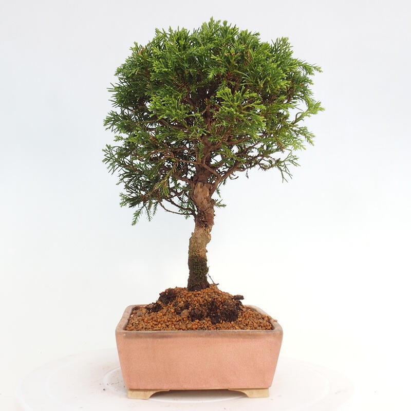 Outdoor bonsai - Juniperus chinensis Itoigawa - Jałowiec chiński