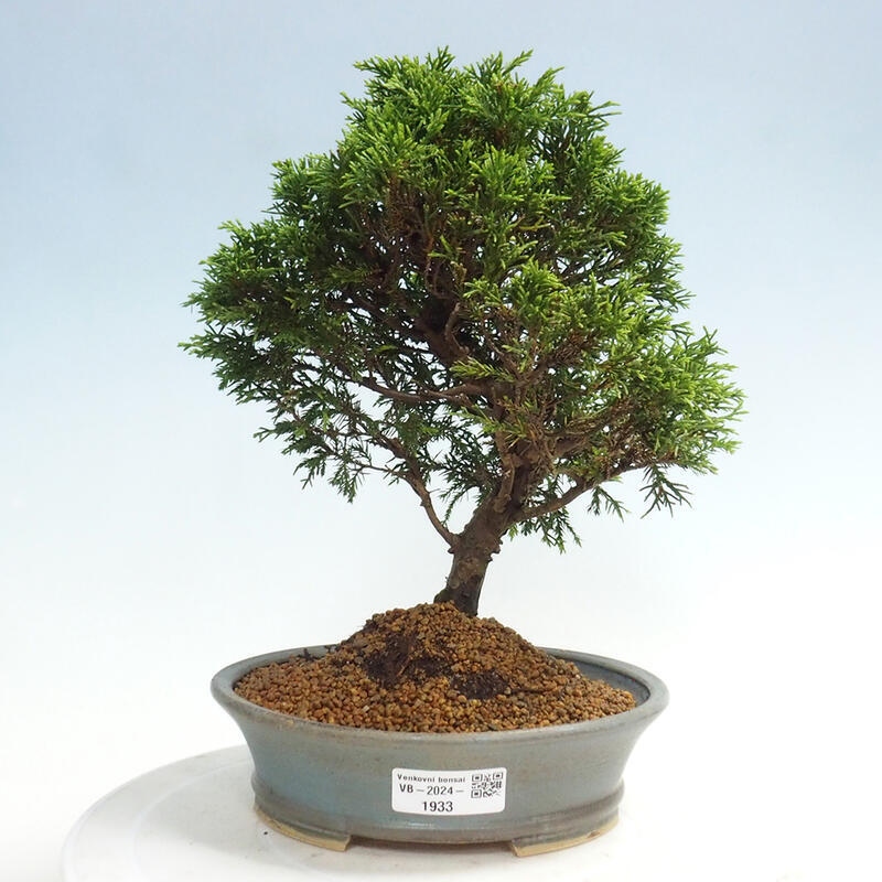 Outdoor bonsai - Juniperus chinensis Itoigawa - Jałowiec chiński