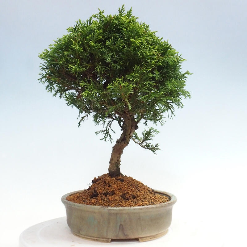 Outdoor bonsai - Juniperus chinensis Itoigawa - Jałowiec chiński