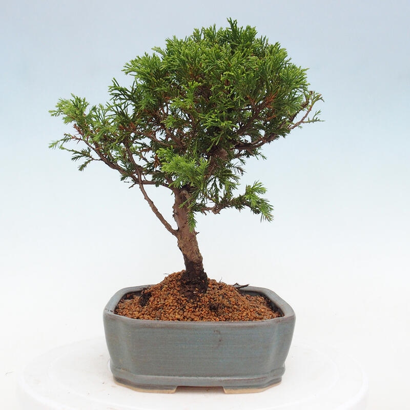 Outdoor bonsai - Juniperus chinensis Itoigawa - Jałowiec chiński